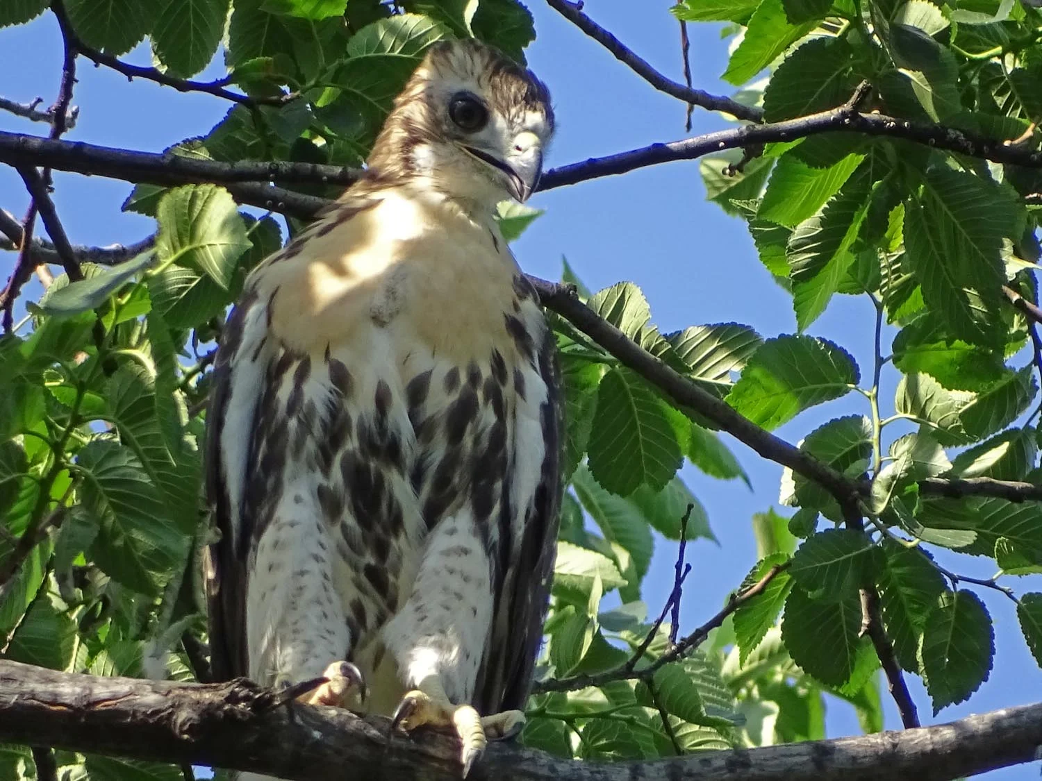 The Tompkins Square Park kid, offspring of Dora and Christo, branching out, June 11.