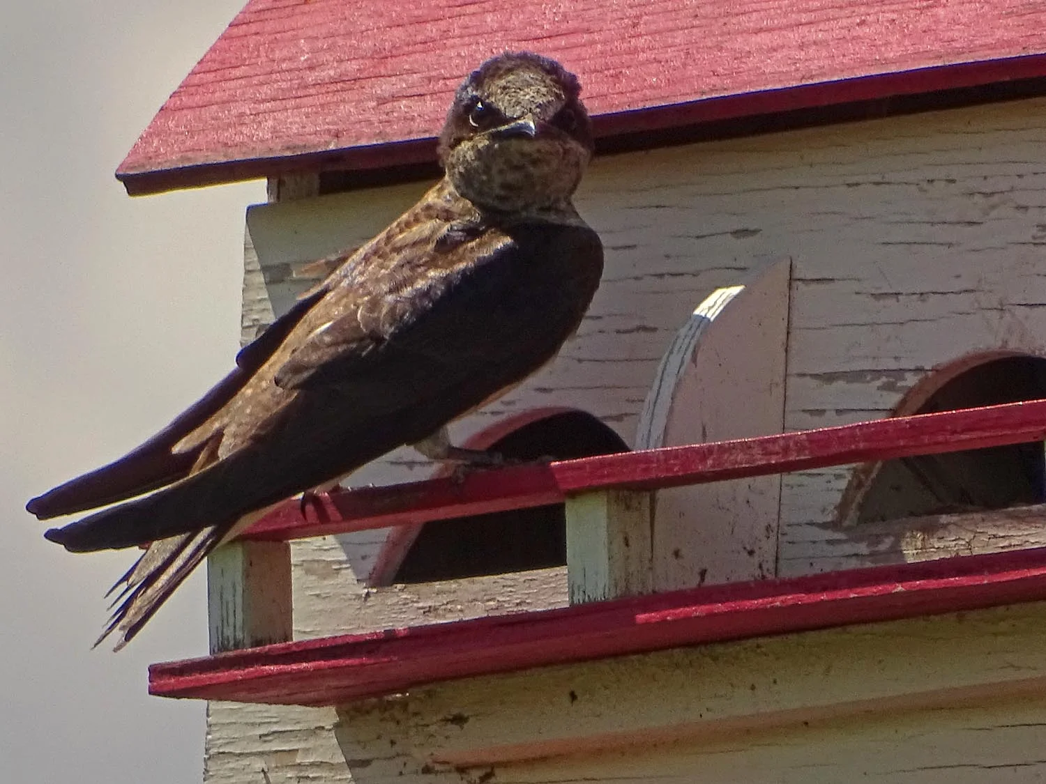 Purple martin, Lemon Creek Park, Staten Island, June 20