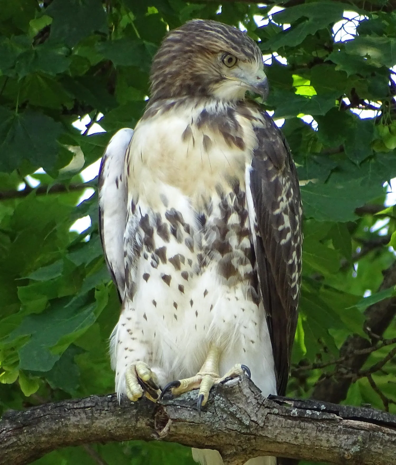 One of the three Grant's Tomb fledglings, June 21, 2017.