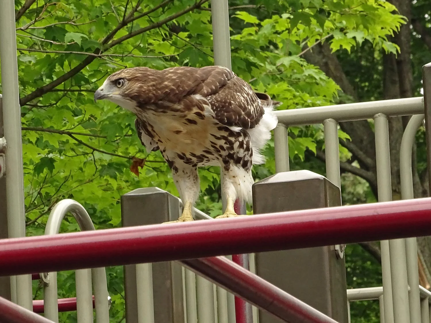 A Grant's Tomb fledgling at the Claremont Playground, June 23, 2017.