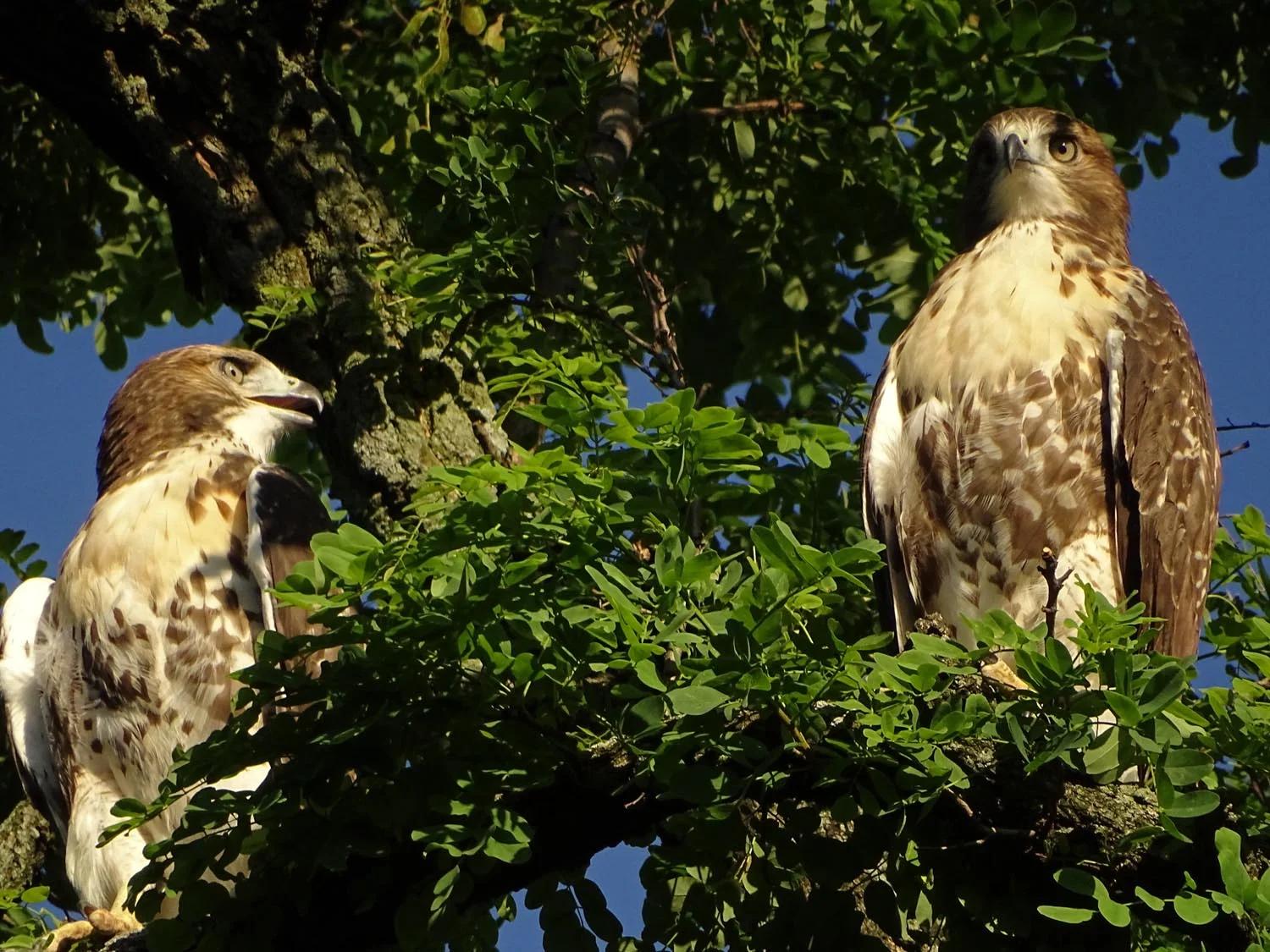 Two fledglings wait for Mrs. Grant to feed them just south of Claremont Playground, June 24, 2017.