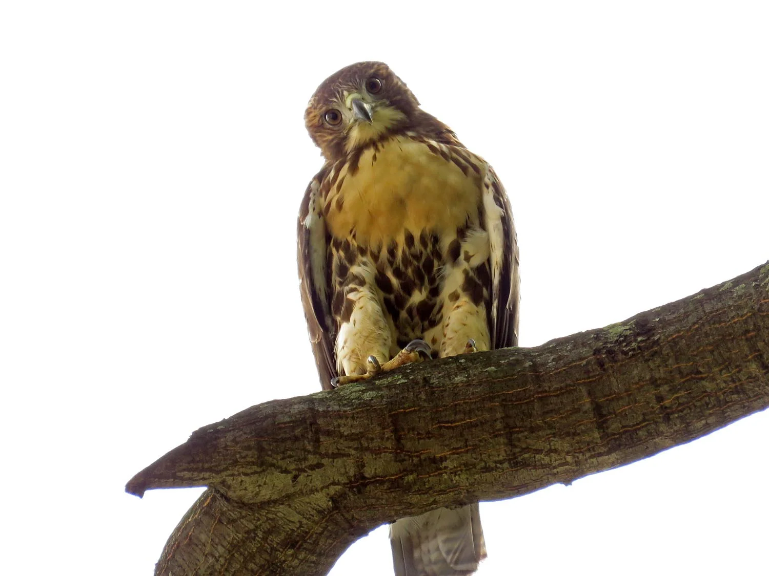 A red-tailed hawk fledgling in the Close of the Cathedral Church of St. John the Divine, July 15