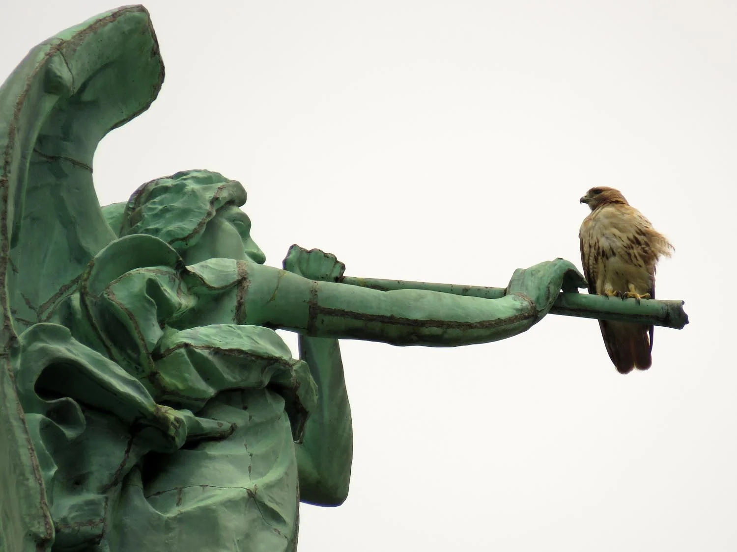 Madeleine (I think) on Gabriel's horn on the top of the cathedral, keeping watch over her fledglings, July 11, 2017