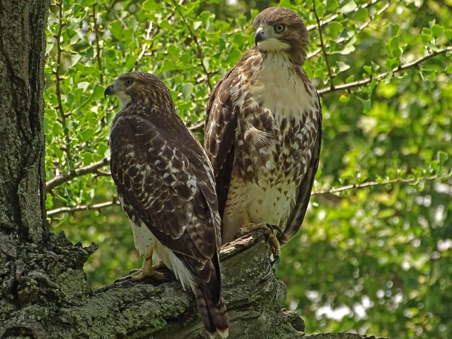 Two hawk siblings near Claremont Playground, June 27