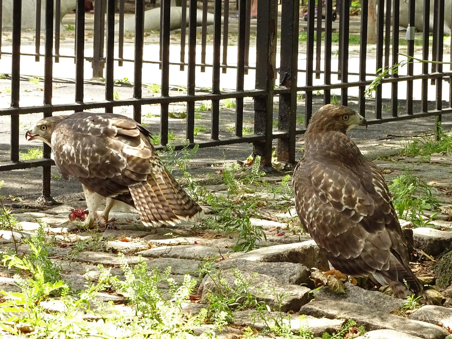 Two hawk babies, one pigeon. The stuff of drama. June 28, 2017