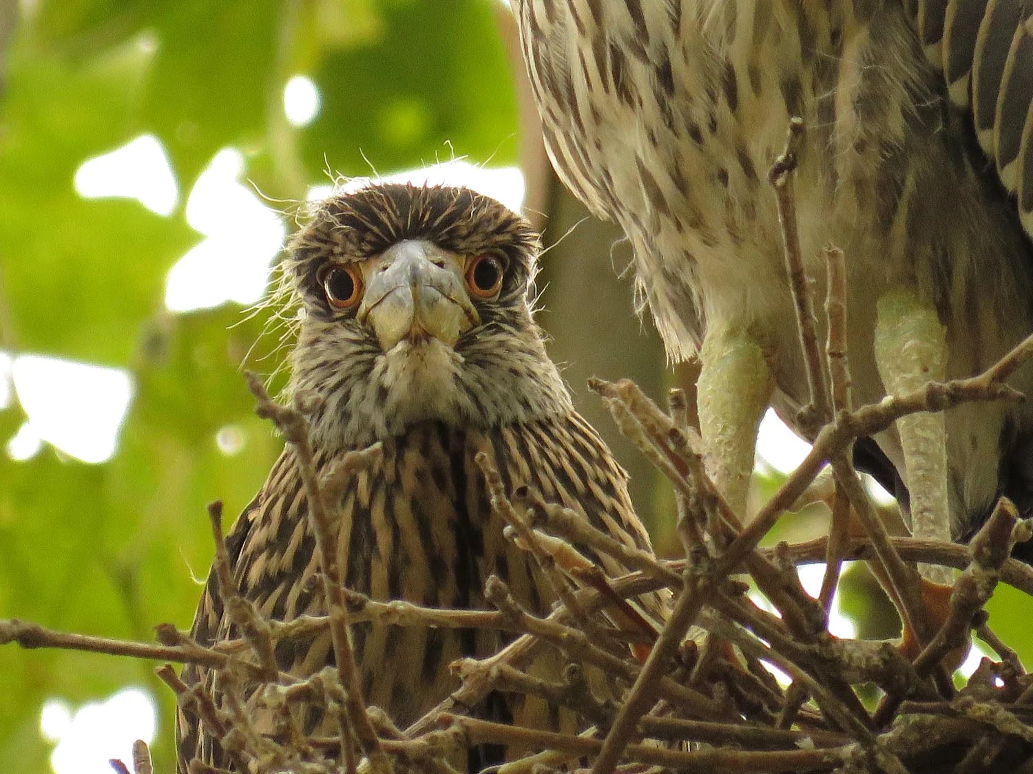 Yellow-crowned night heron youngster surveying the realm, Aug. 6, 2017
