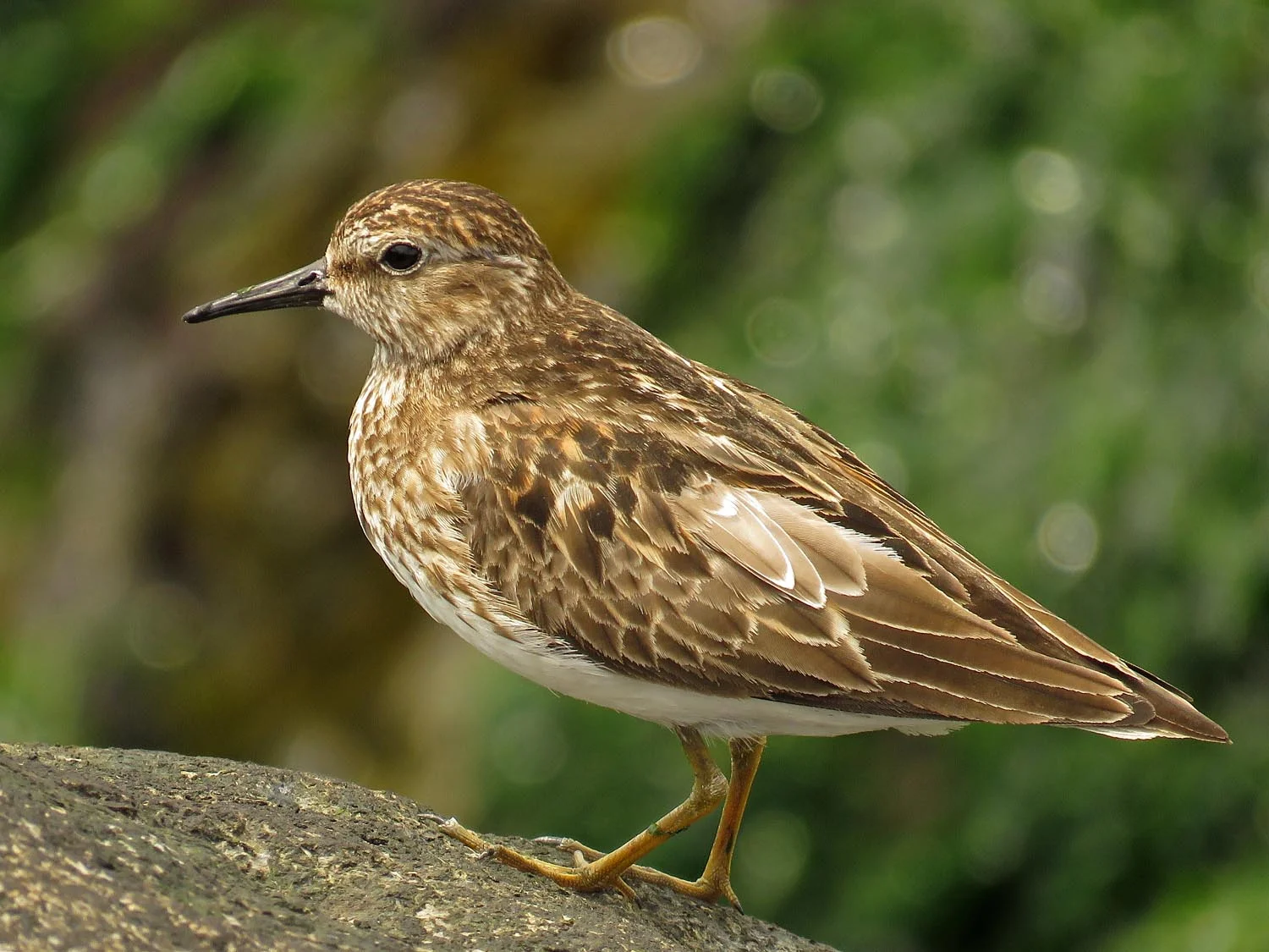 Least sandpiper, Governors Island, Aug. 6, 2017