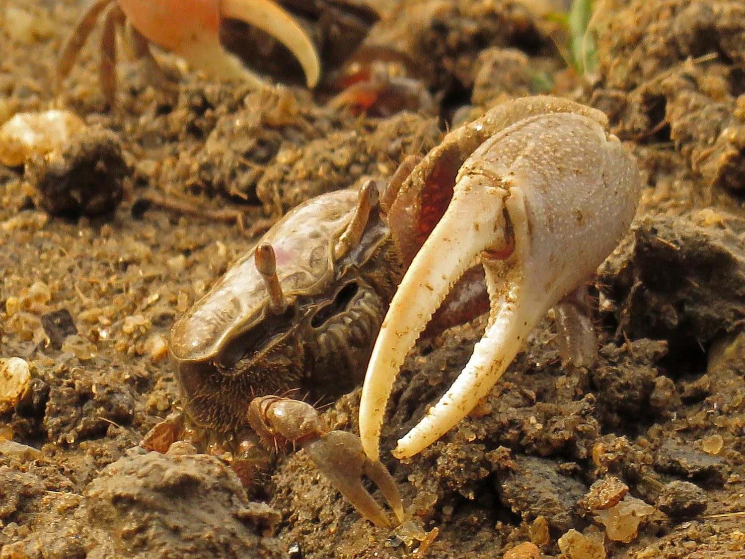 Fiddler Crab Characteristics – Fiddler Crab: Characteristics, Diet ...