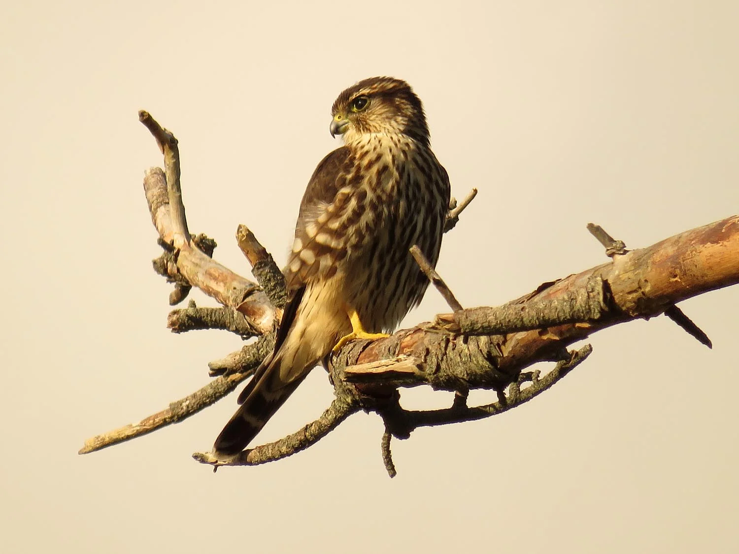 Merlin, Jamaica Bay Wildlife Refuge, Sept. 27, 2017