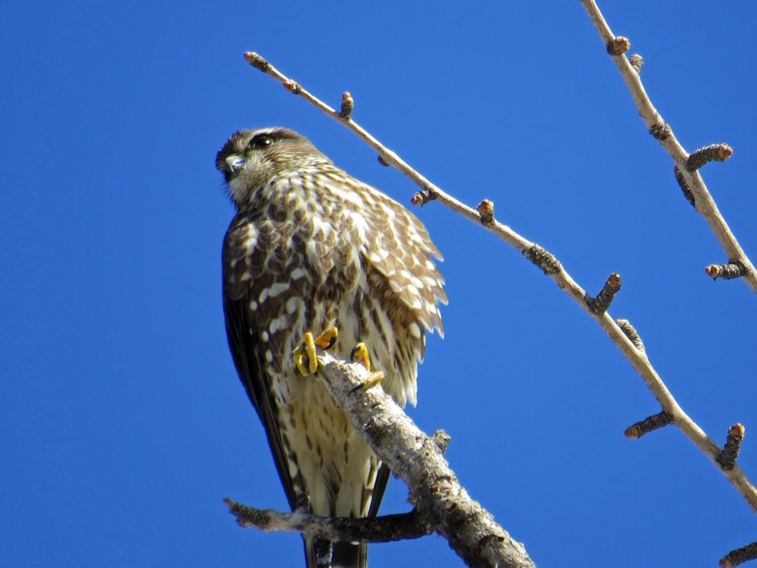 Merlin 1500 3-9-2015 029P.jpg