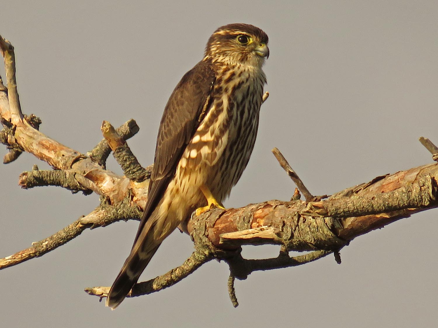 Merlin 1500 9-27-2017 095P.jpg