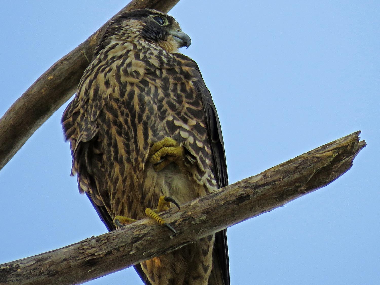 Merlin 1500 10-3-2017 168P.jpg