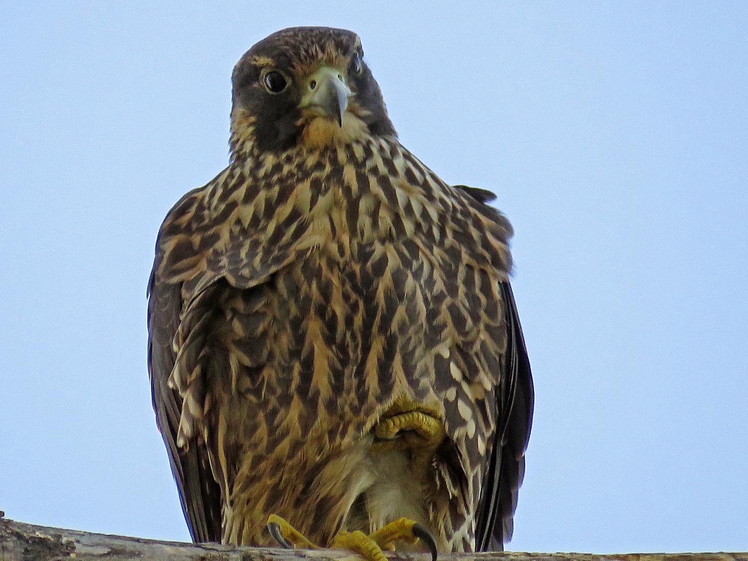 Merlin 1500 10-3-2017 199P.jpg