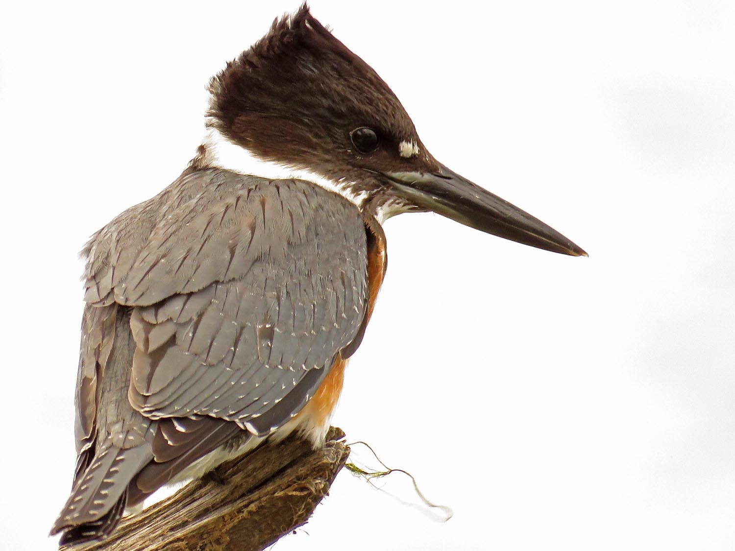 Kingfisher 1500 9-30-2017 086P.jpg