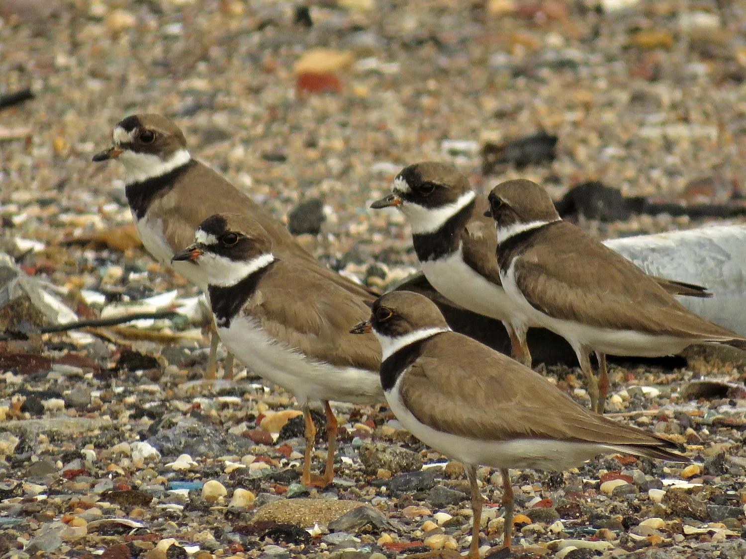 Semipalmated plovers, Broad Channel American Park, August 16, 2017