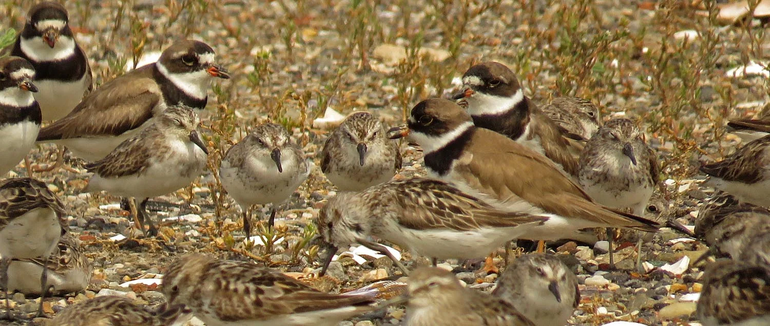 Semipalmated plovers, Broad Channel American Park, August 16, 2017