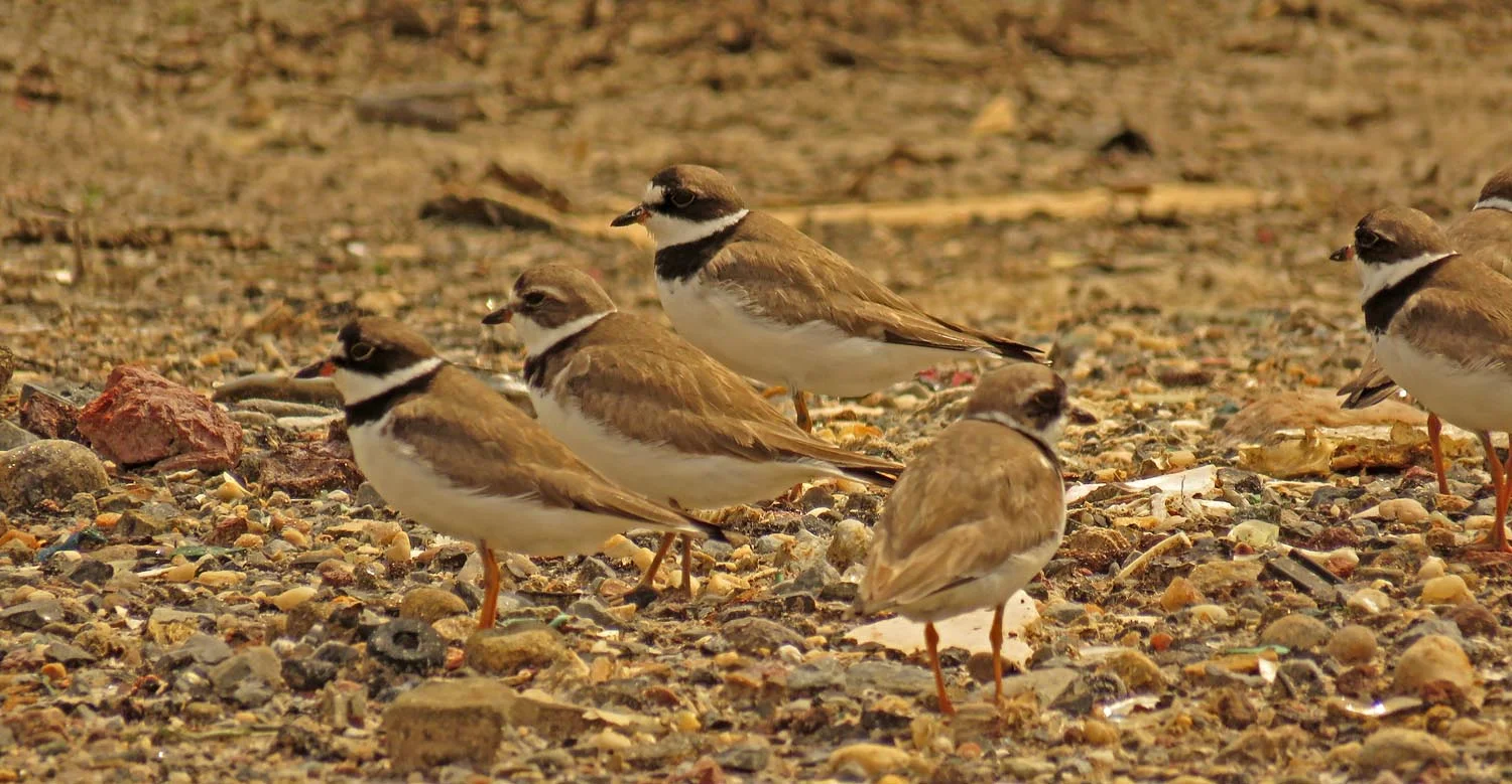 Semipalmated plovers, Broad Channel American Park, August 28, 2017