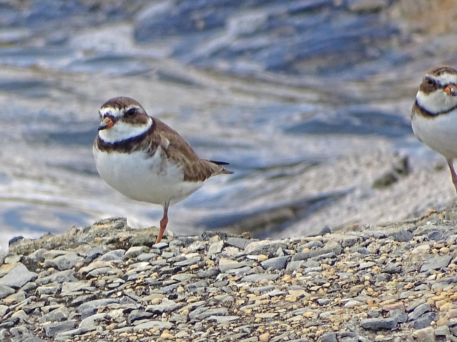 Semi Plover 1500 6-1-2017 JB 017P.jpg