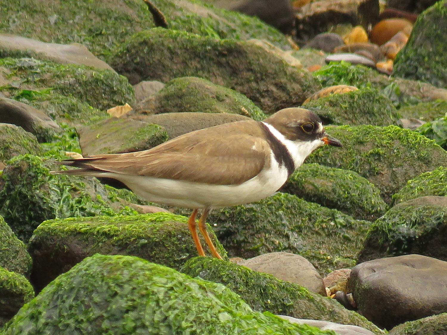 Semi Plover 1500 8-11-2017 204P.jpg