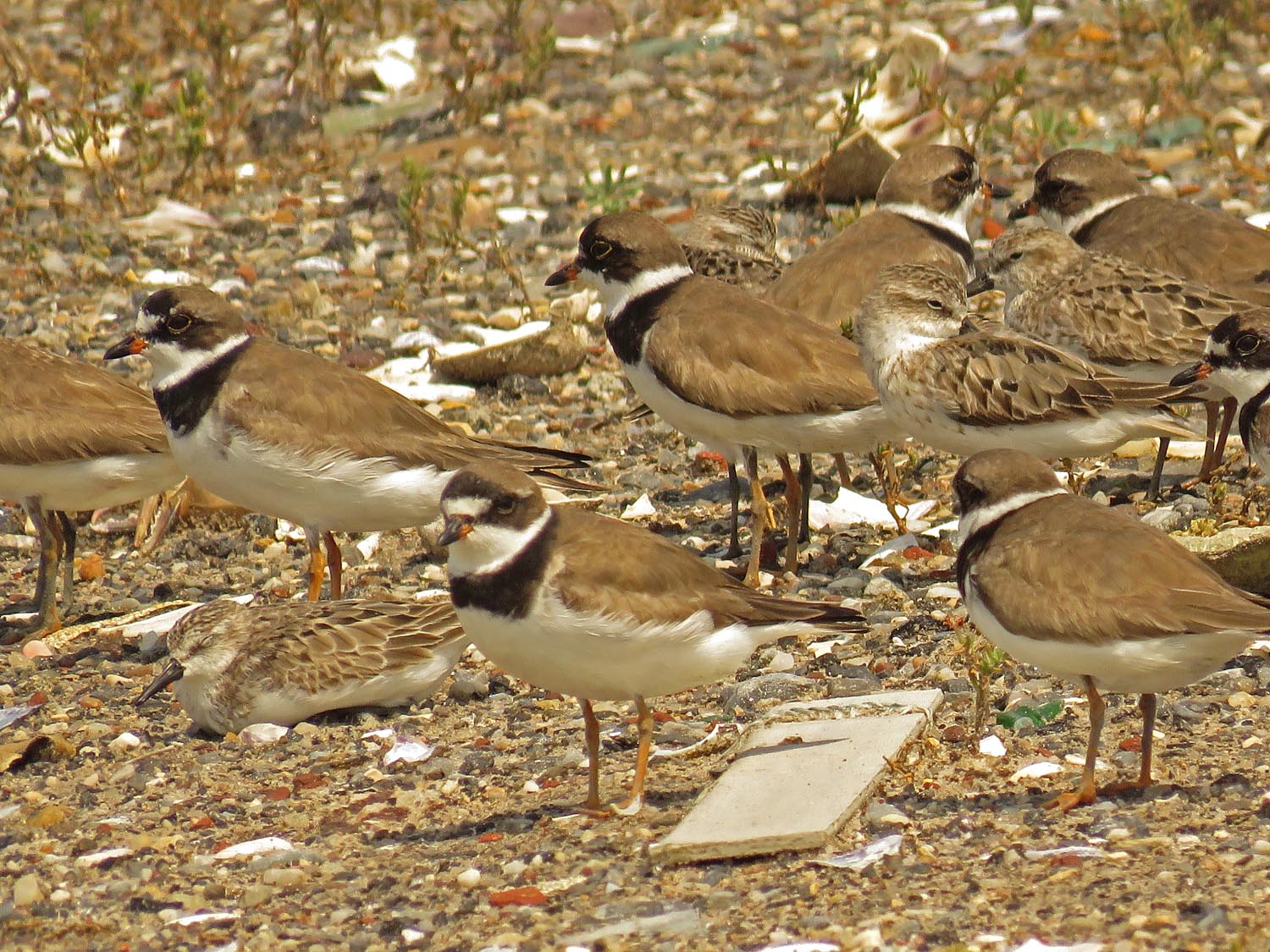 Semi Plover 1500 8-16-2017 080P.jpg