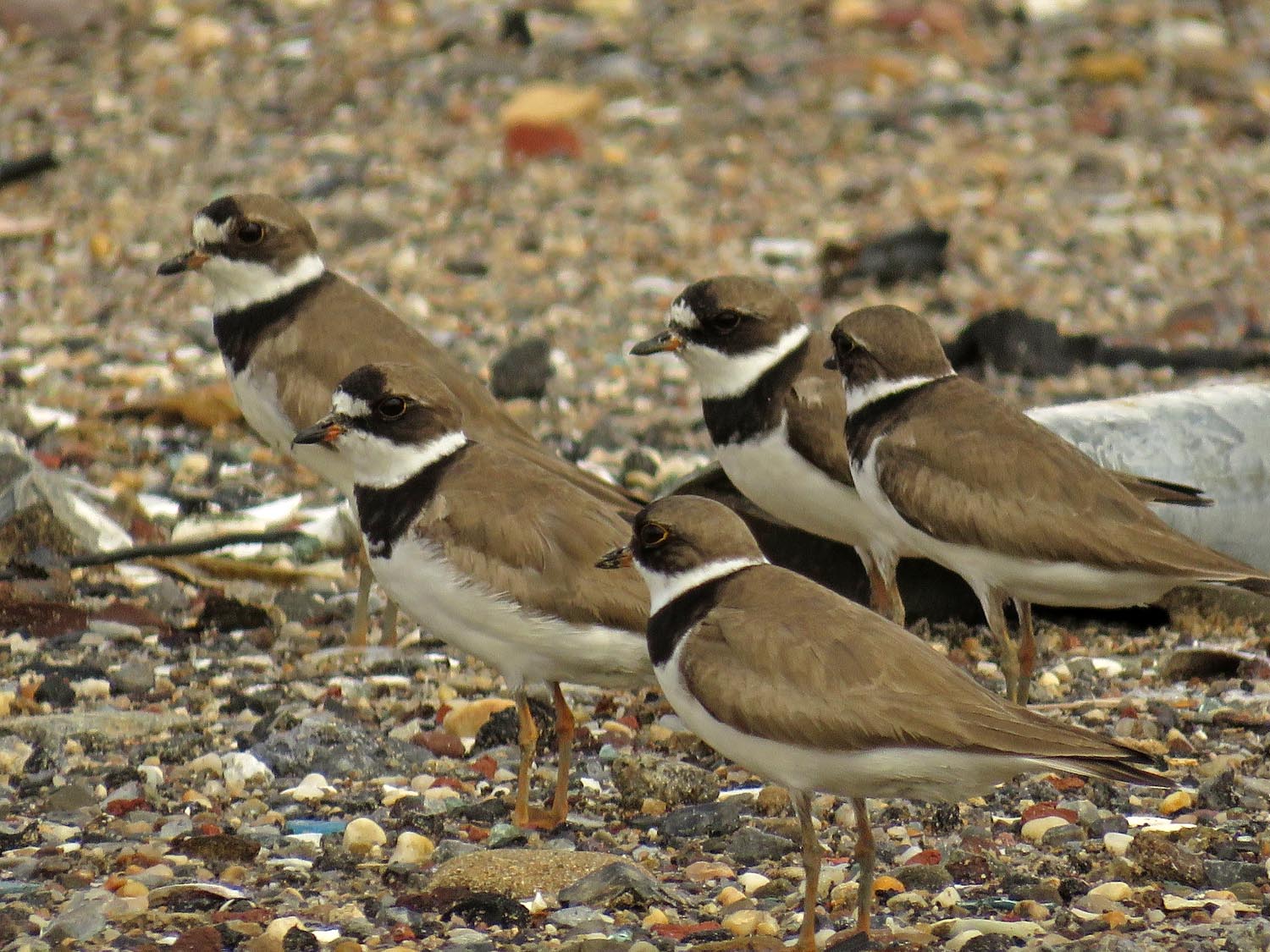 Semi Plover 1500 8-16-2017 099P.jpg