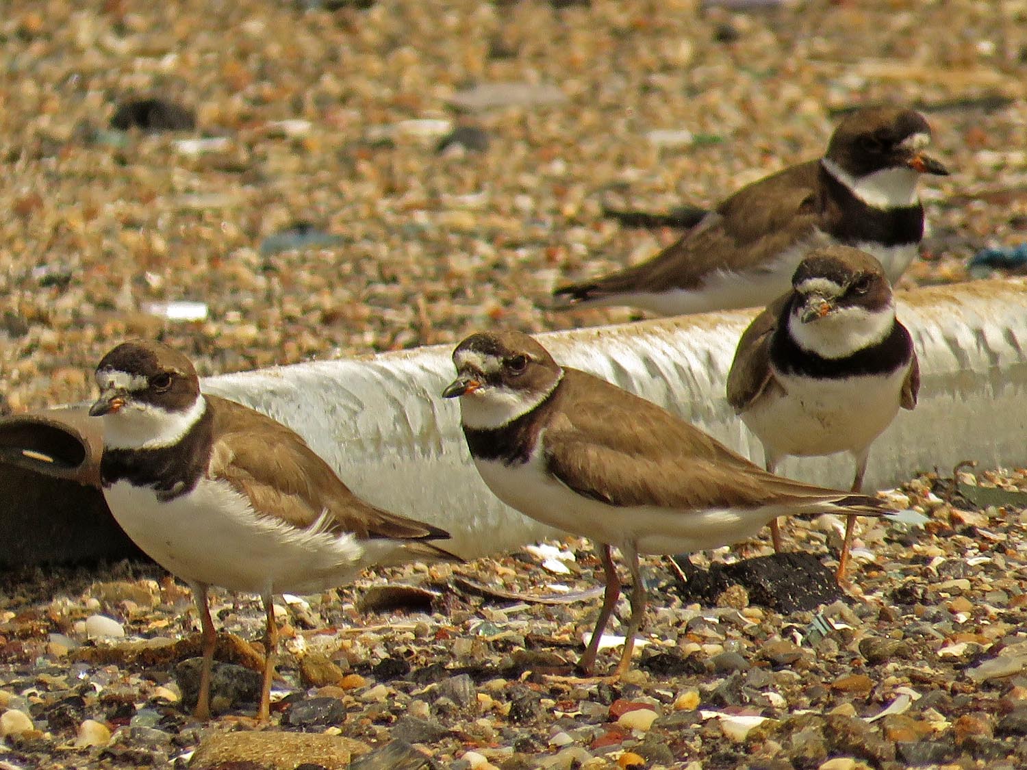 Semi Plover 1500 8-16-2017 096P.jpg