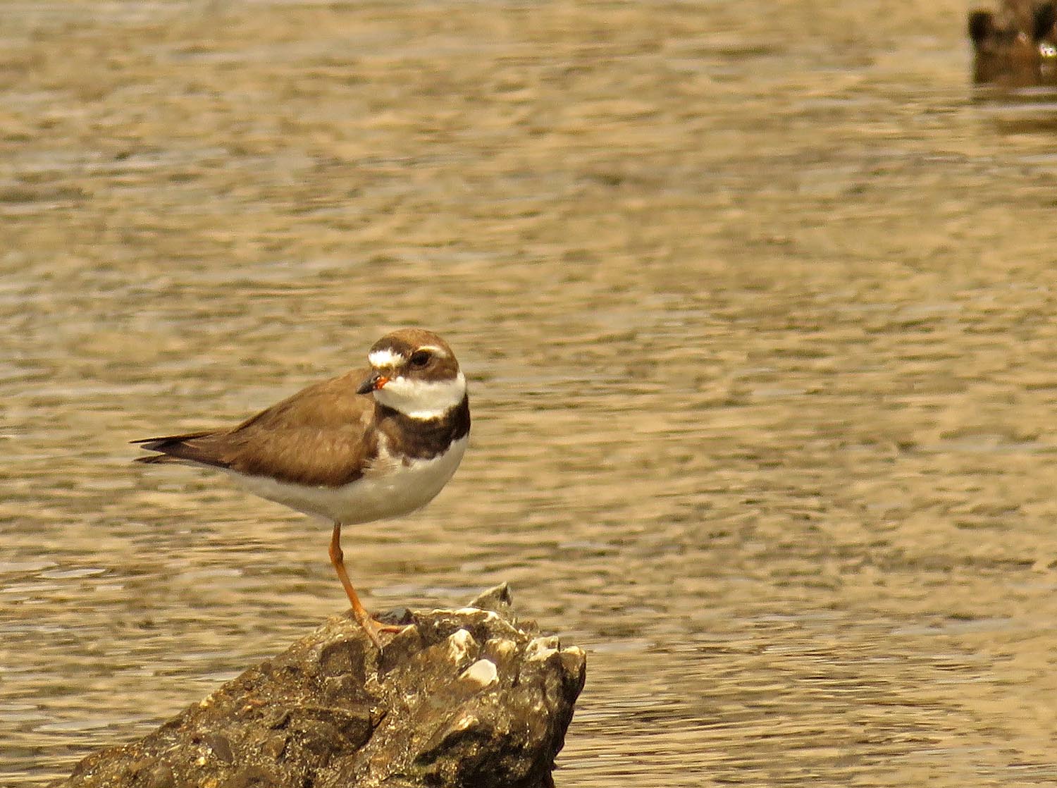 Semi plover 1500 8-28-2017 015PP.jpg