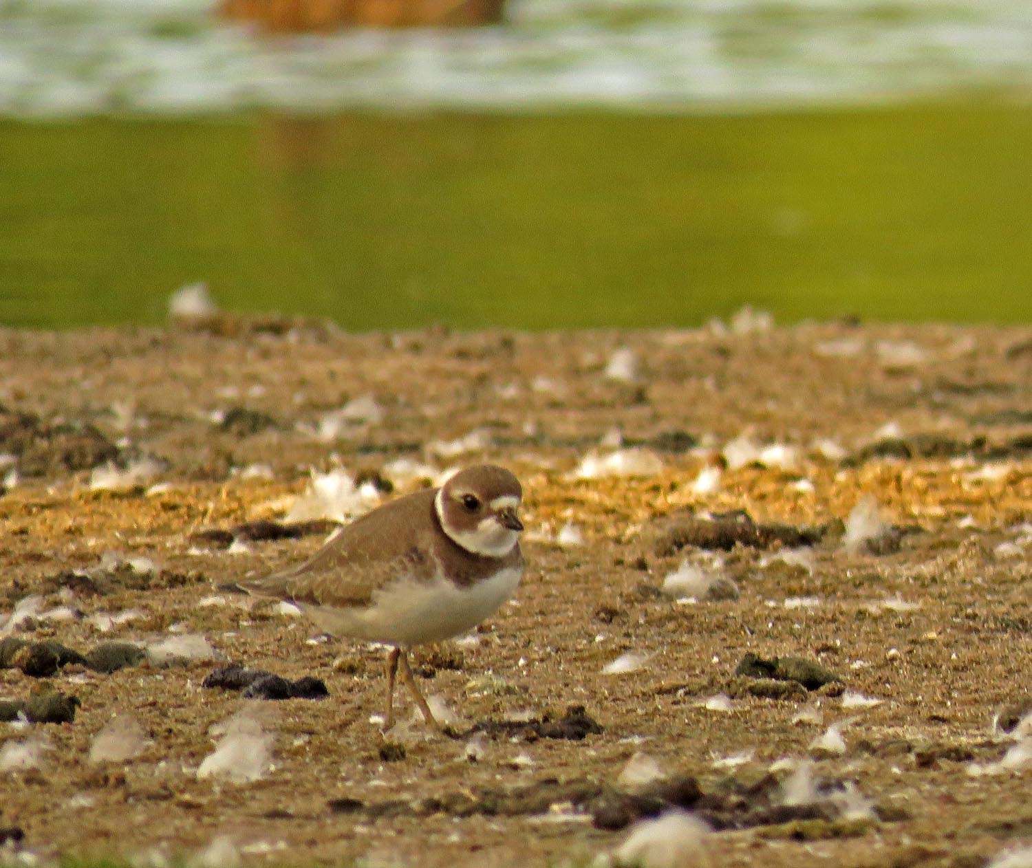 Semi Plover 1500 9-1-2017 240P.jpg