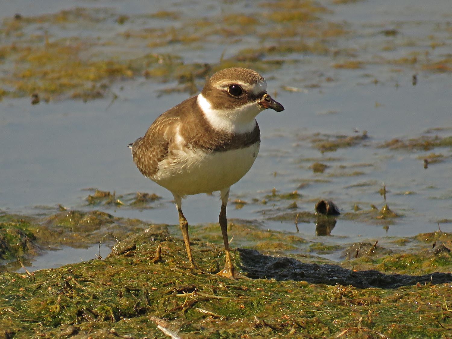 Semi Plover 1500 10-4-2017 JB 041P.jpg