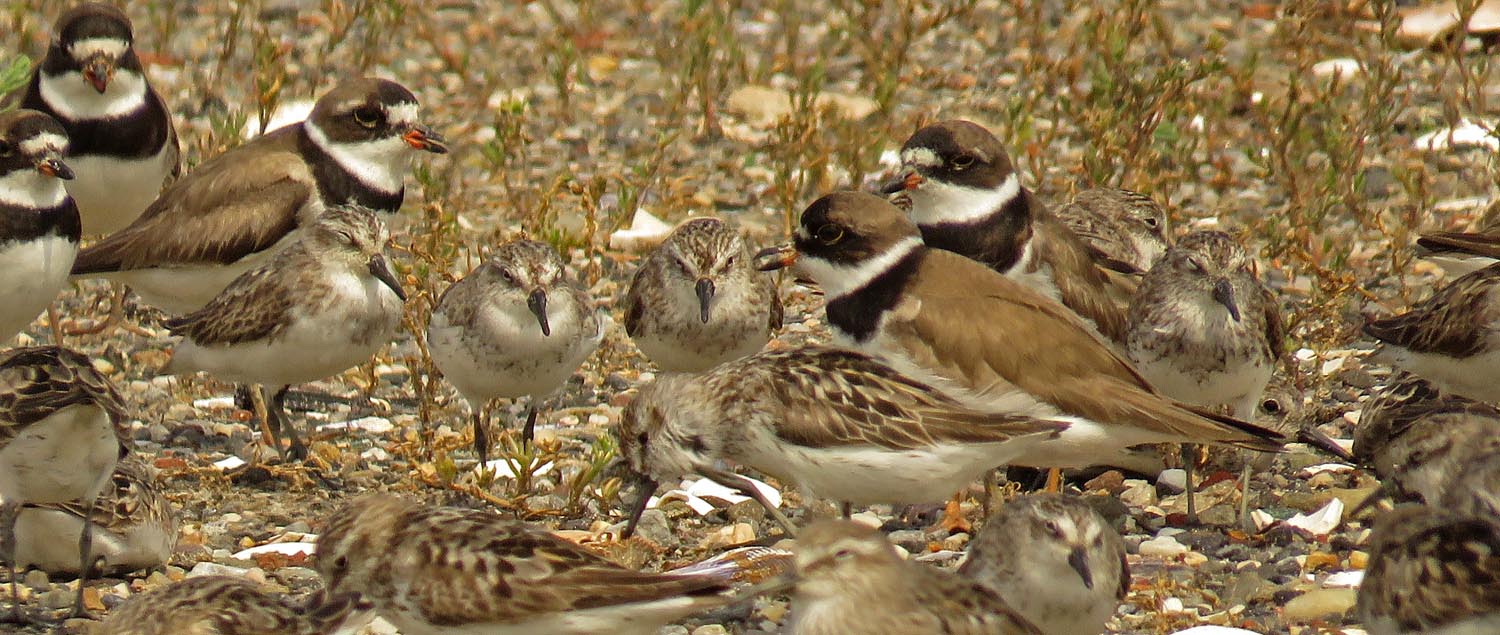 Semi Plover 1500 8-16-2017 088P.jpg