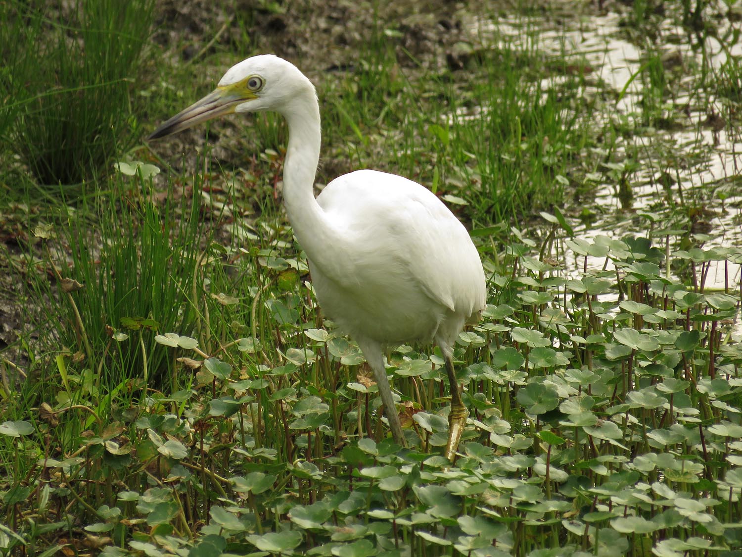 LBHeron 1500 8-11-2017 274P.jpg