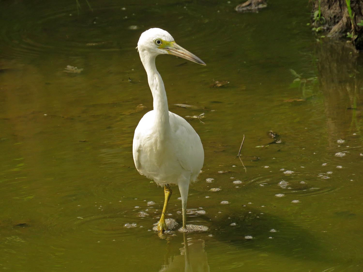 LBHeron 1500 8-11-2017 298P.jpg