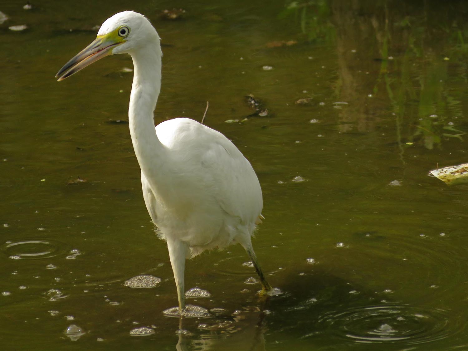 LBHeron 1500 8-11-2017 303P.jpg