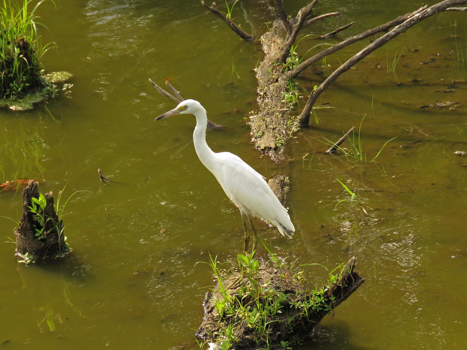 LBHeron 1500 8-11-2017 311P.jpg