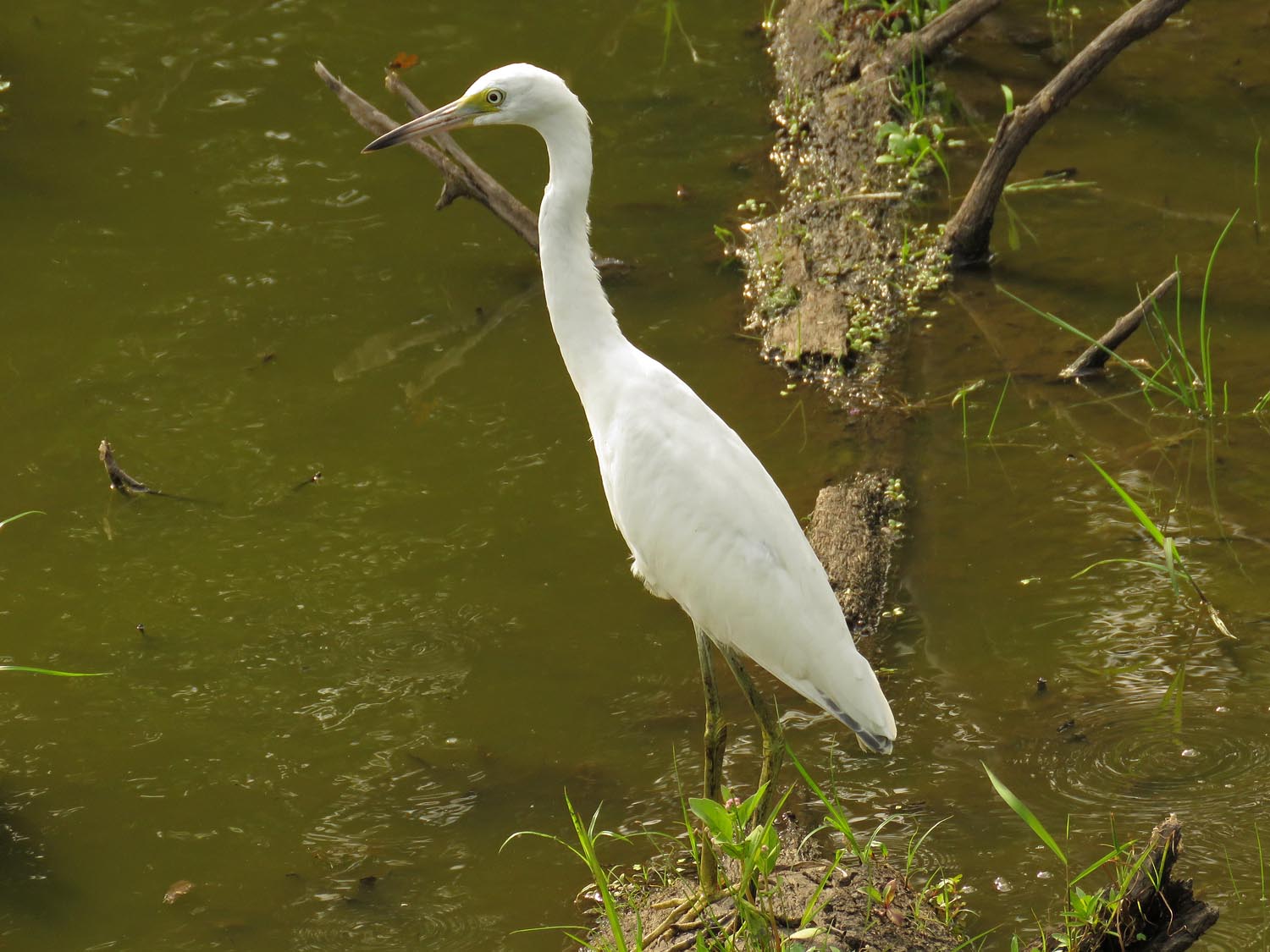 LBHeron 1500 8-11-2017 314P.jpg