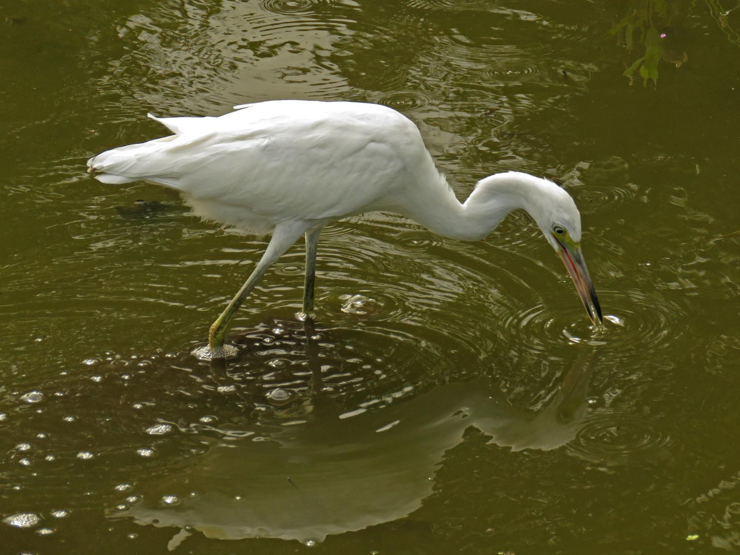 LBHeron 1500 8-11-2017 329P.jpg