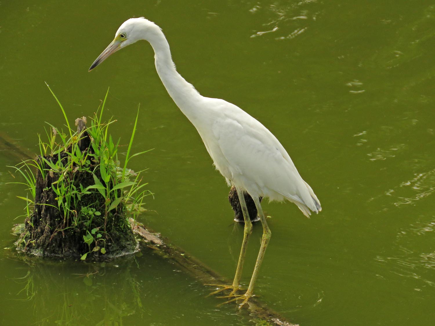 LBHeron 1500 8-11-2017 347P.jpg