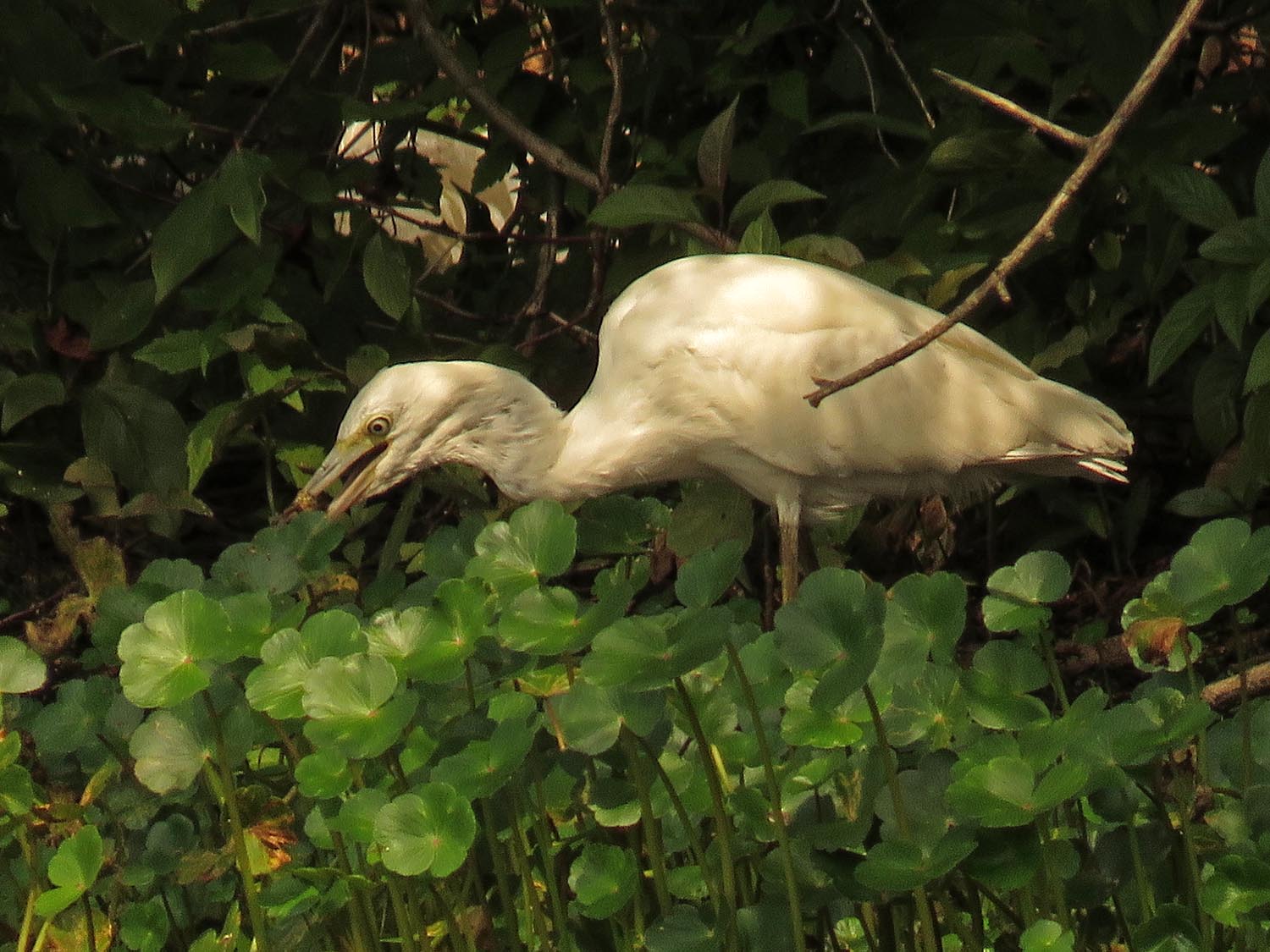 LBHeron 1500 8-27-2017 228P.jpg