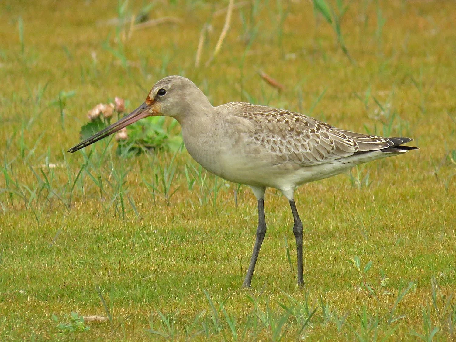 Godwit 1500 10-11-2017 JB 065P.jpg