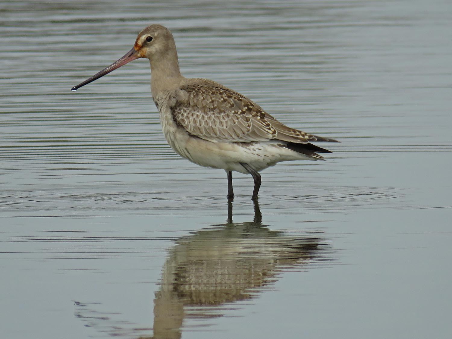 Godwit 1500 10-11-2017 JB 050P.jpg