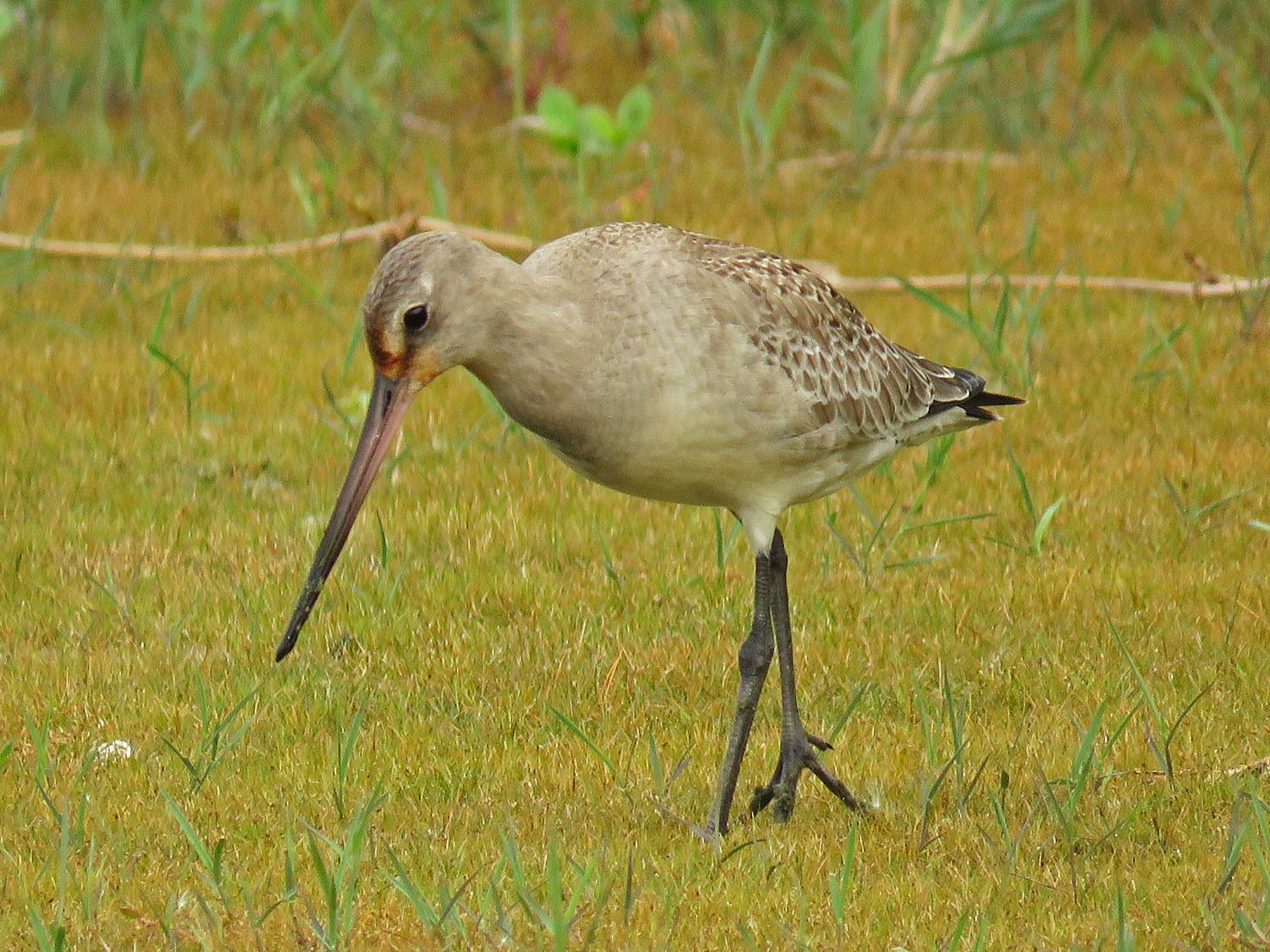 Godwit 1500 10-11-2017 JB 071P.jpg