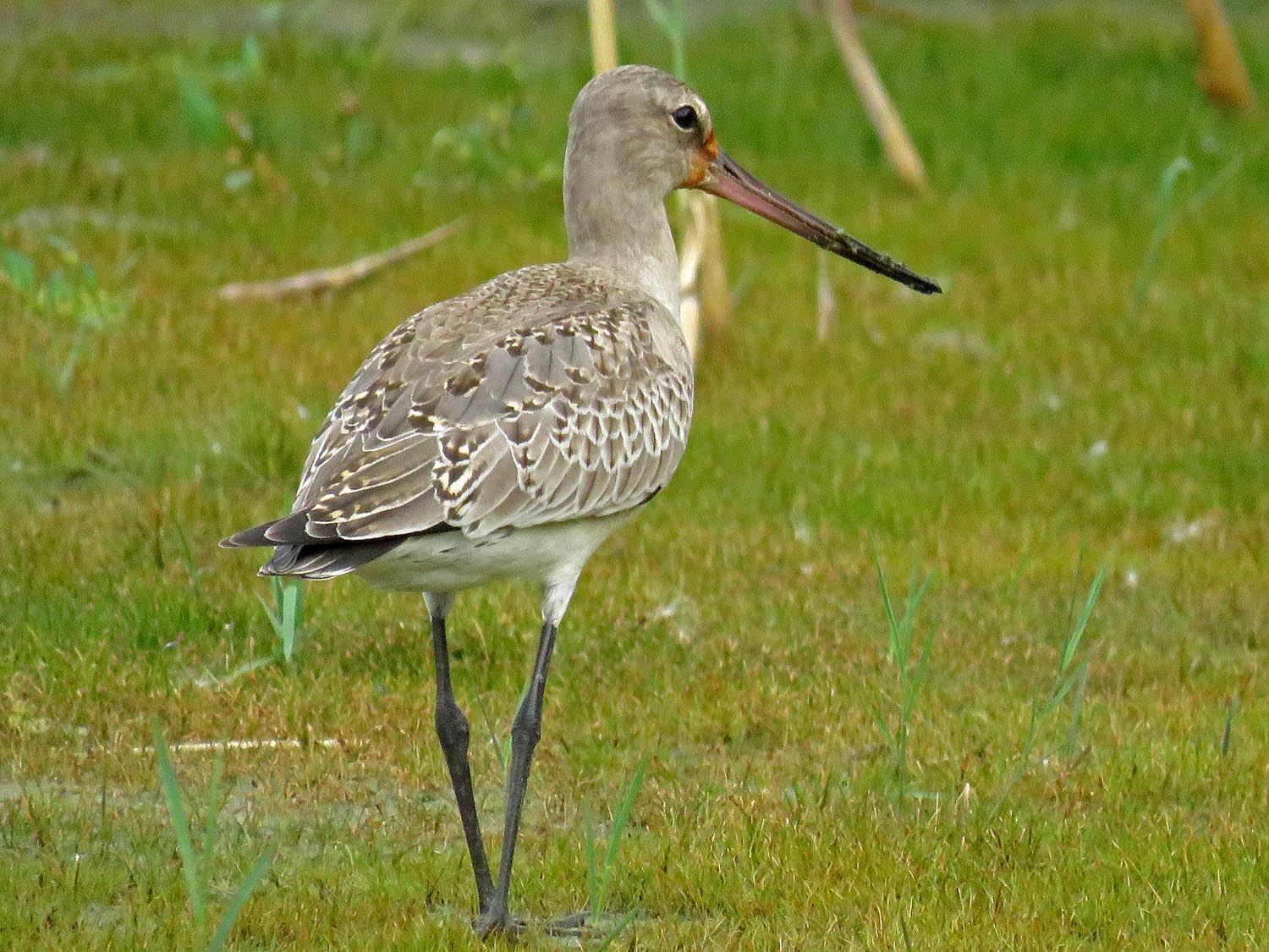 Godwit 1500 10-11-2017 JB 112P.jpg