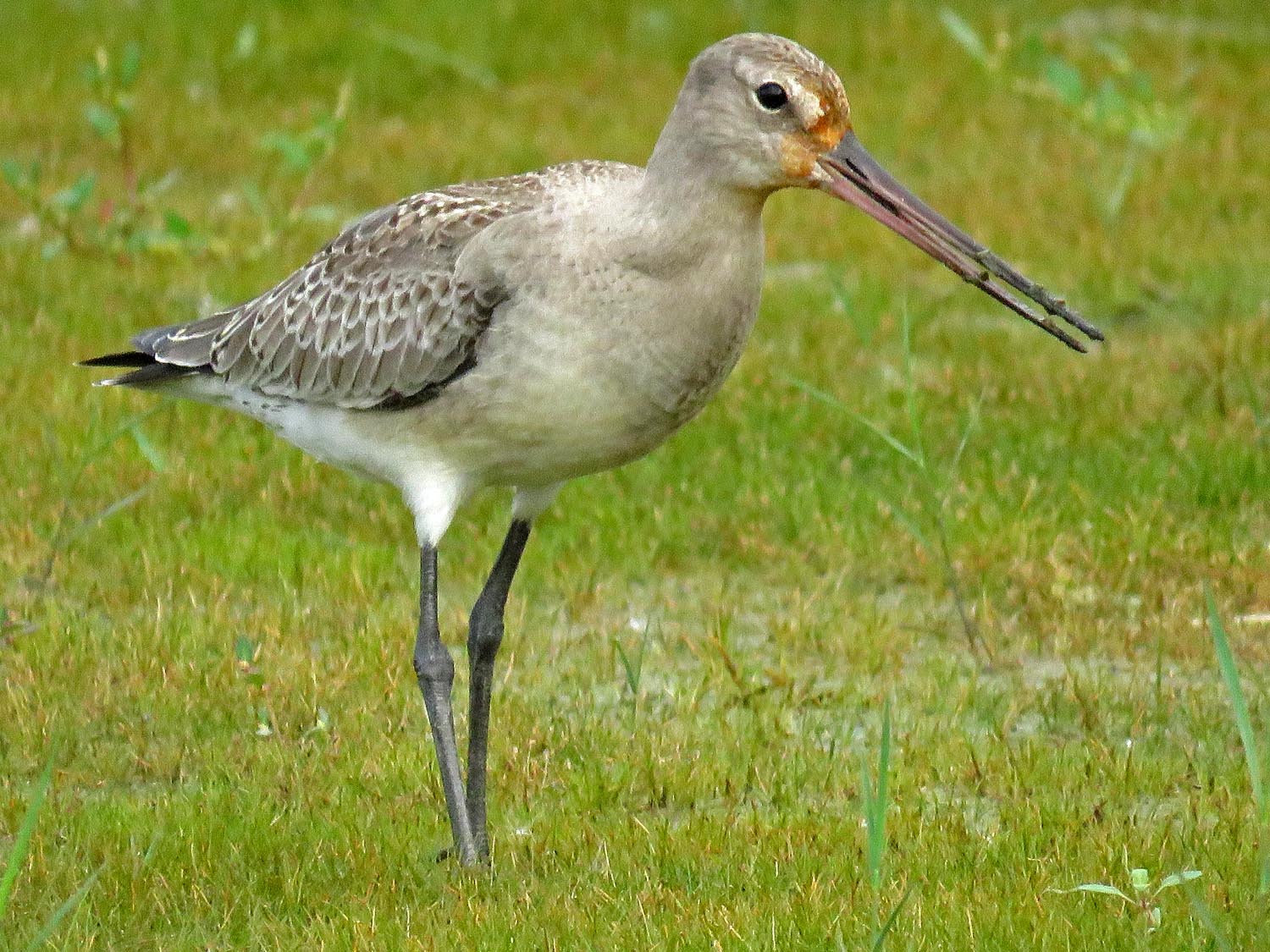 Godwit 1500 10-11-2017 JB 108P.jpg