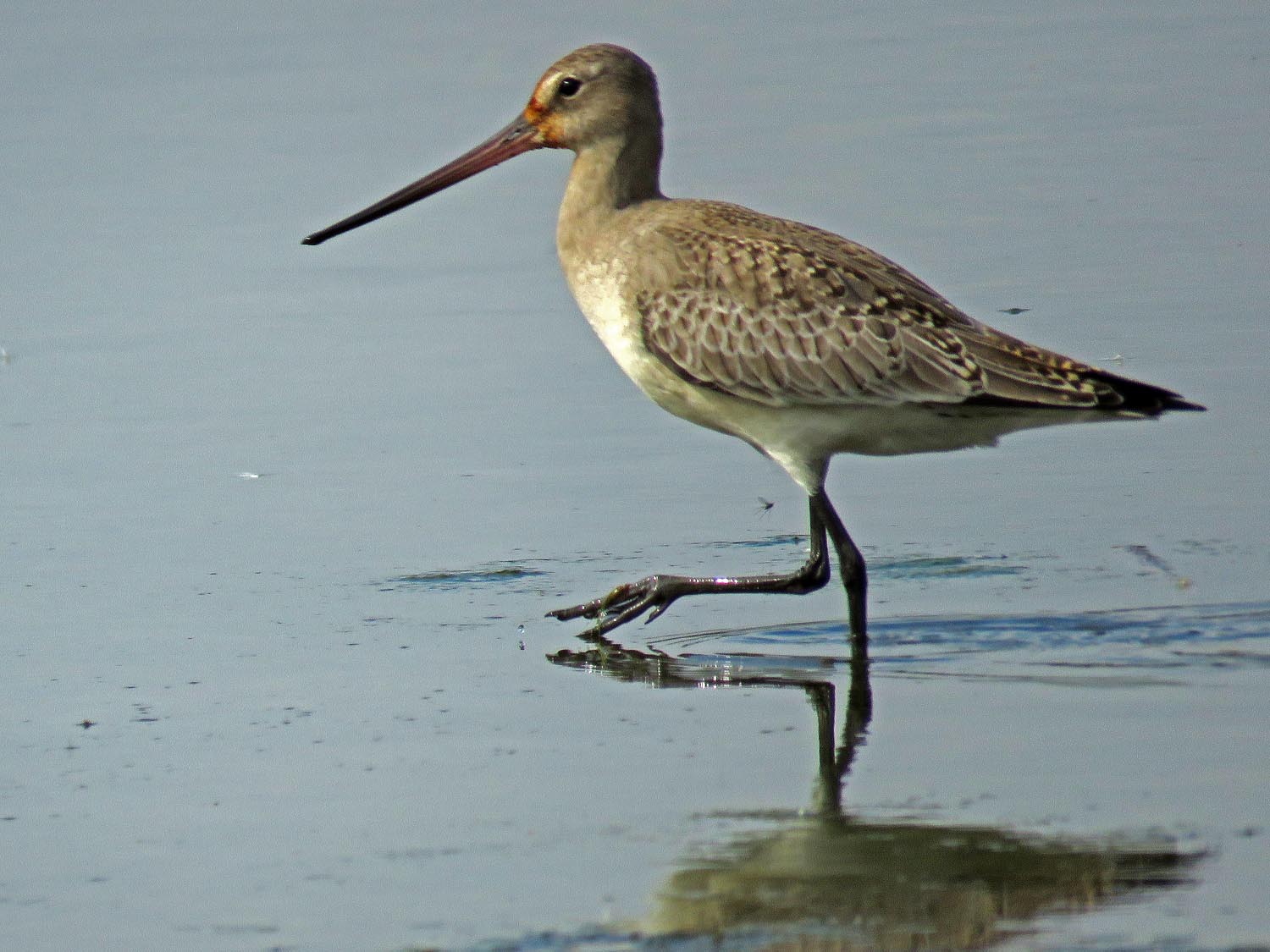 Godwit 1500 10-11-2017 JB 162P.jpg