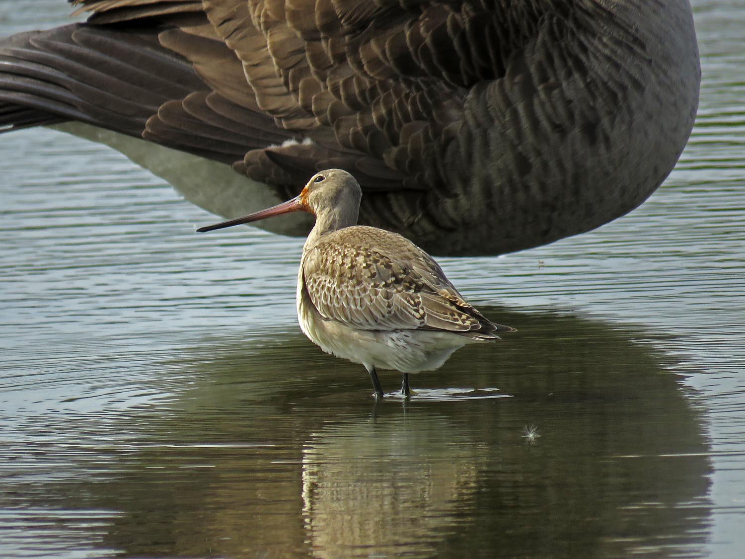 Godwit 1500 10-11-2017 JB 167P.jpg