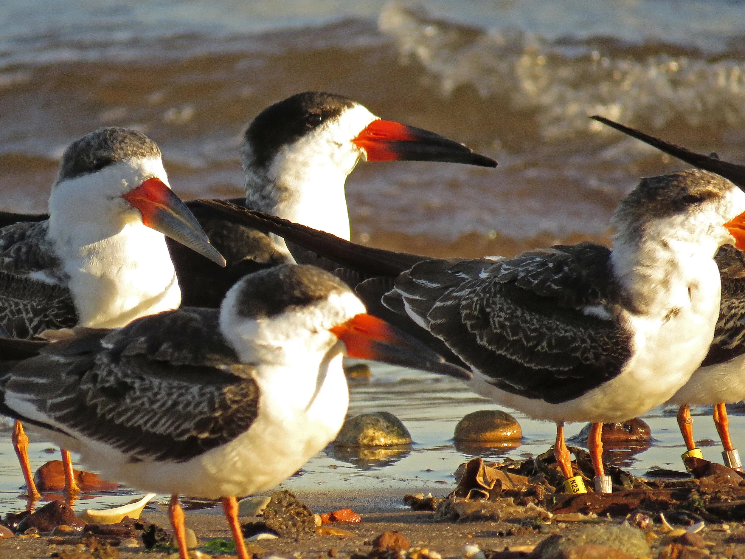 Black skimmers, October 31, 2017. Note the bands on two of the birds.