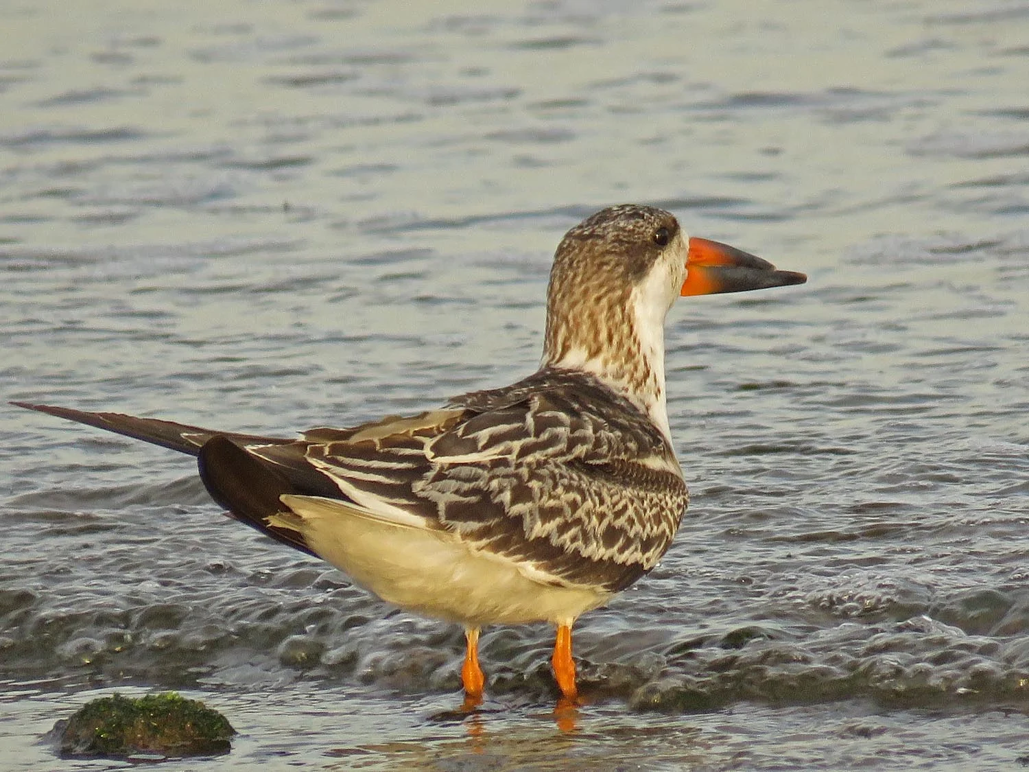 Black skimmer, the beach at Wolfe's Pond, Staten Island, November 4, 2017