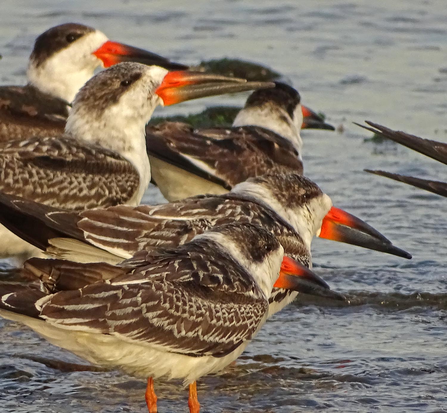 Skimmer 1500 11-4-2017 SI Sony 089.jpg