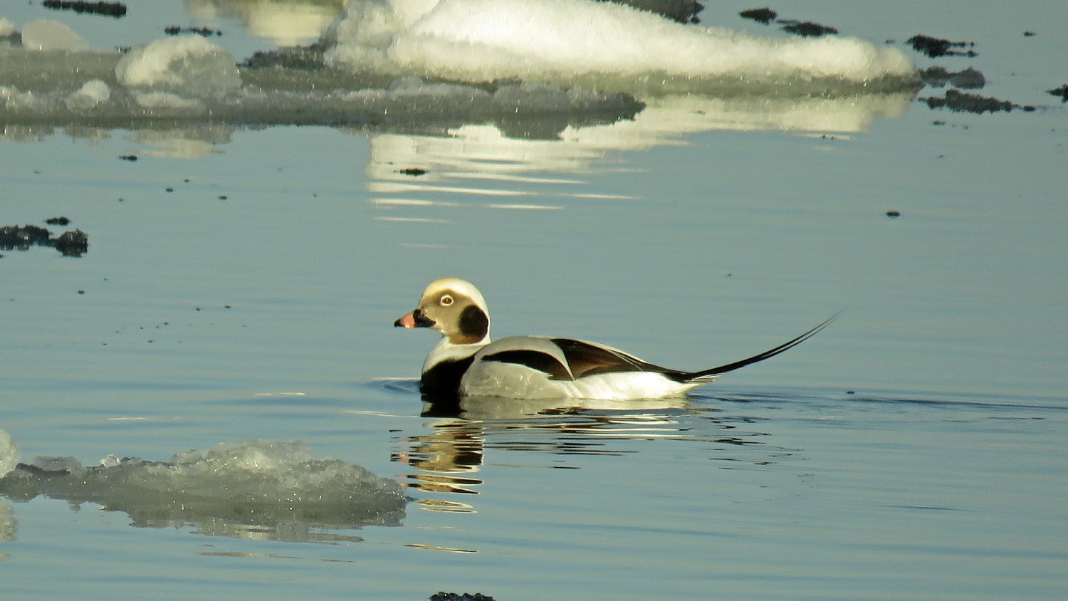 Ducks 1500 1-10-2018 071P.jpg