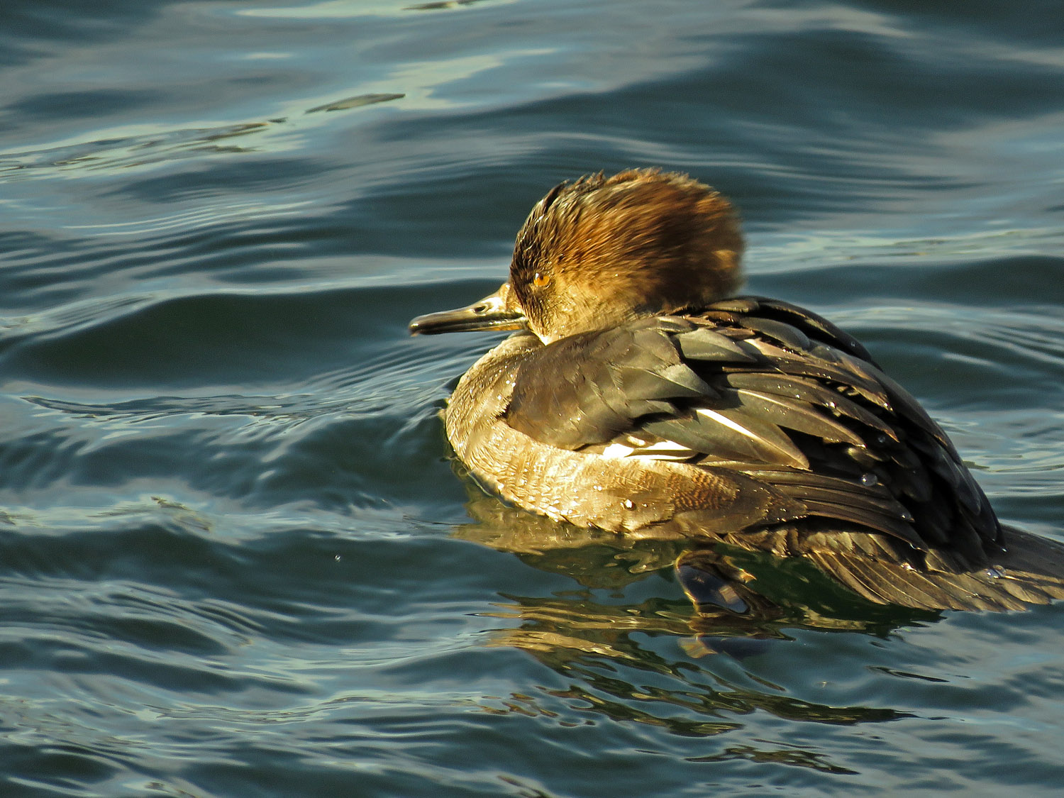 Ducks 1500 1-2-2018 107P.jpg